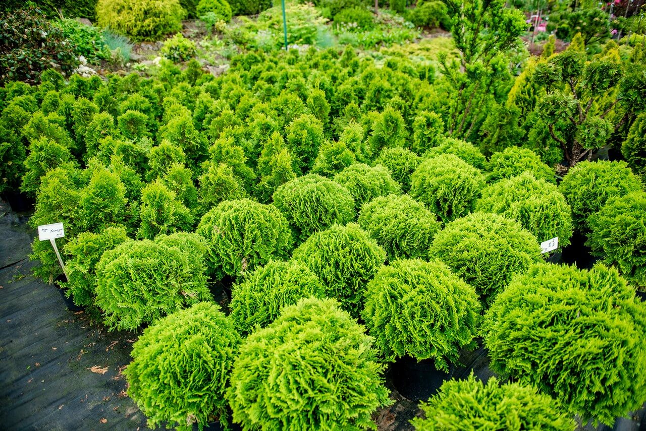 Zdjecie szkółki Begonia